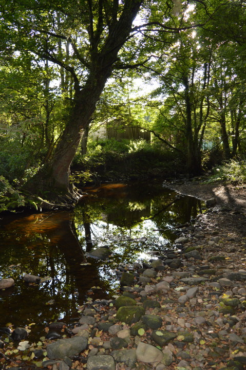 Deepdale Woods | Deepdale Beck | The Fishing Passport