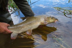 A Wye barbel going back. (picture courtesy of www.thefineartoffishing.com)