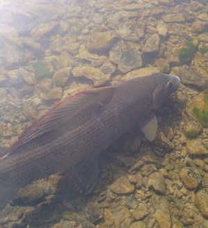 Grayling fishing