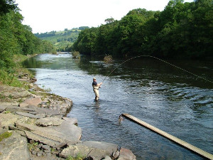 Playing a salmon on the upper Wye near Erwood.