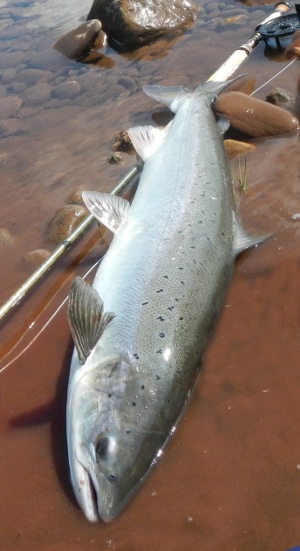 A Wye Salmon