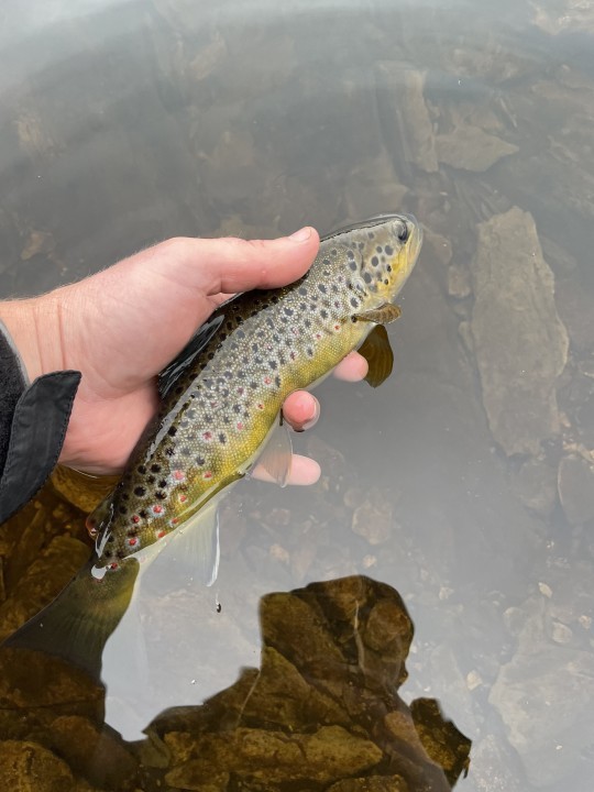 pa fish commission trout stocking schedule 2021