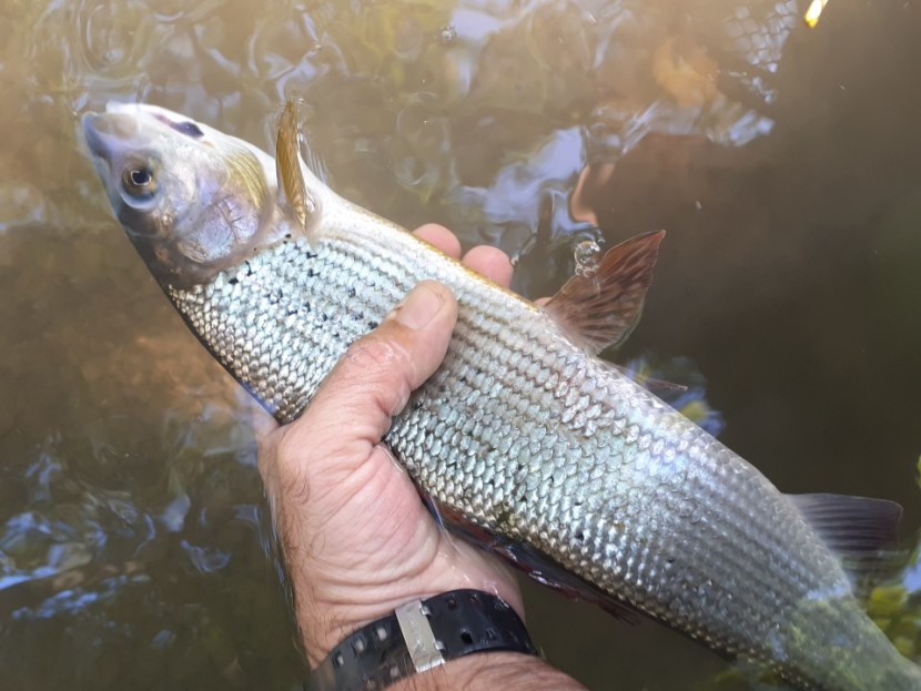 Oliver Burch S Trout And Grayling Monthly Report September 2019 The Fishing Passport