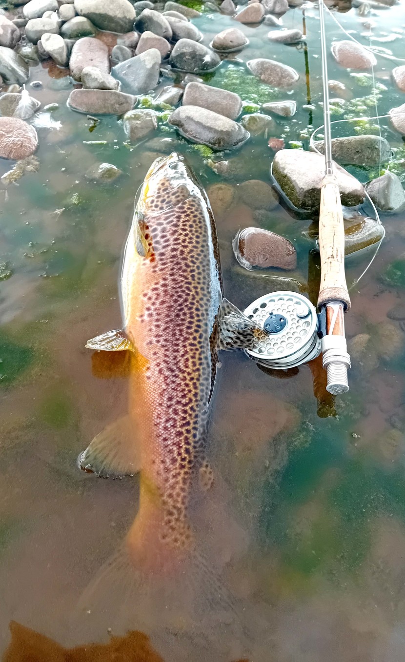 3 1/4lb trout from the Usk below Brecon in early September