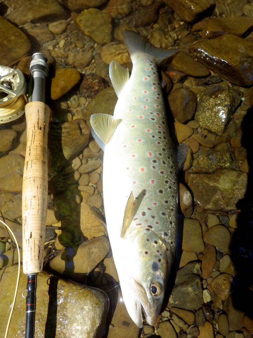 14 inch Arrow trout, Seth Johnson-Marshall
