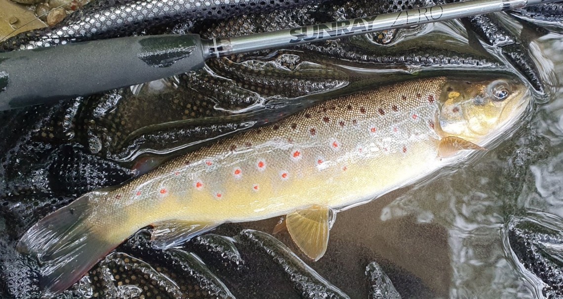 Kington trout - LH from Hereford