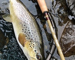 Oliver Burch's Trout and Grayling Monthly Report - July 2019