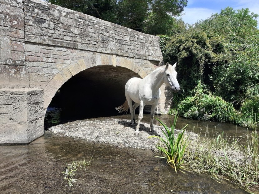 Not quite a winged Pegasus, but unusual - JA from Leominster