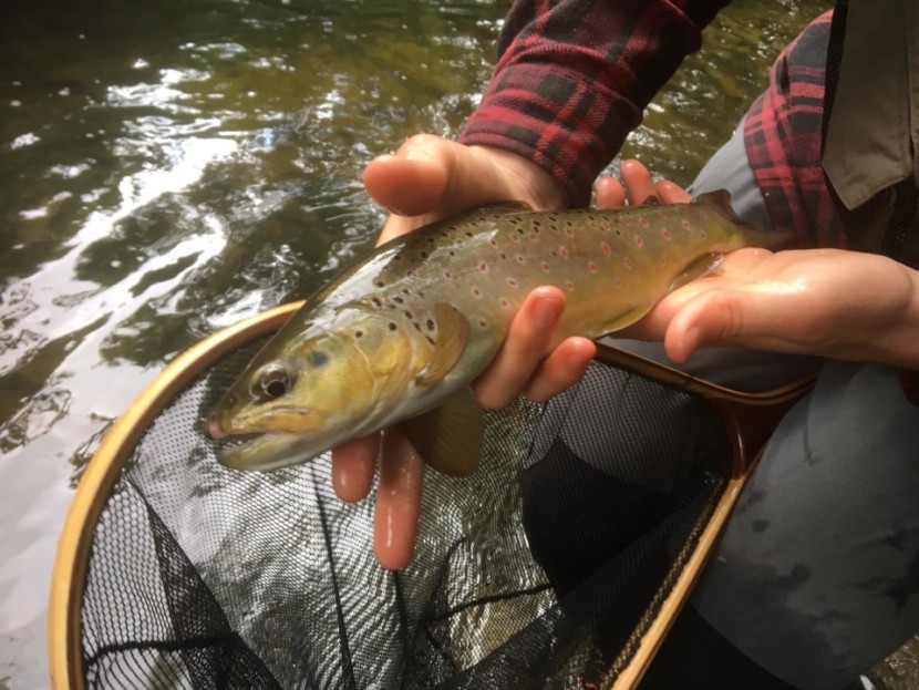 Arrow trout - TL from Kingsland