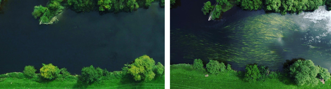 The same section of the Wye this year compared to last year (above right). The ranunculus completely disappeared this year, something that was witnessed in many other places along the middle and lower reaches.